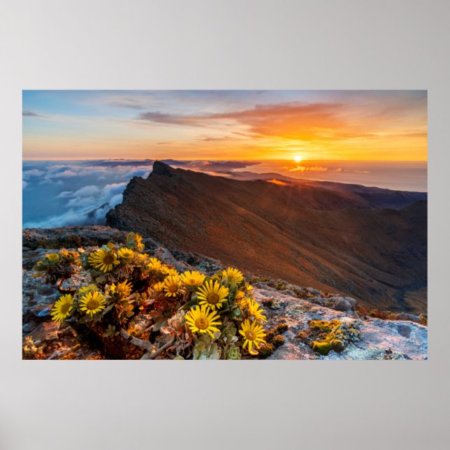 Affiche Fleurs | Îles Canaries, Espagne (Devant)