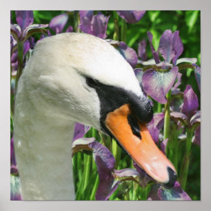 Affiche Fleurs Iris Cygne Et Violet