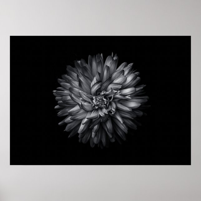 Affiche Fleurs jardins En Noir Et Blanc 20 (Devant)