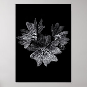 Affiche Fleurs jardins En Noir Et Blanc No 11