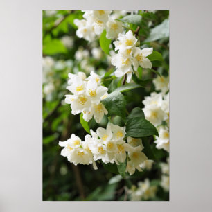 Affiche Fleurs jasmin dans le jardin
