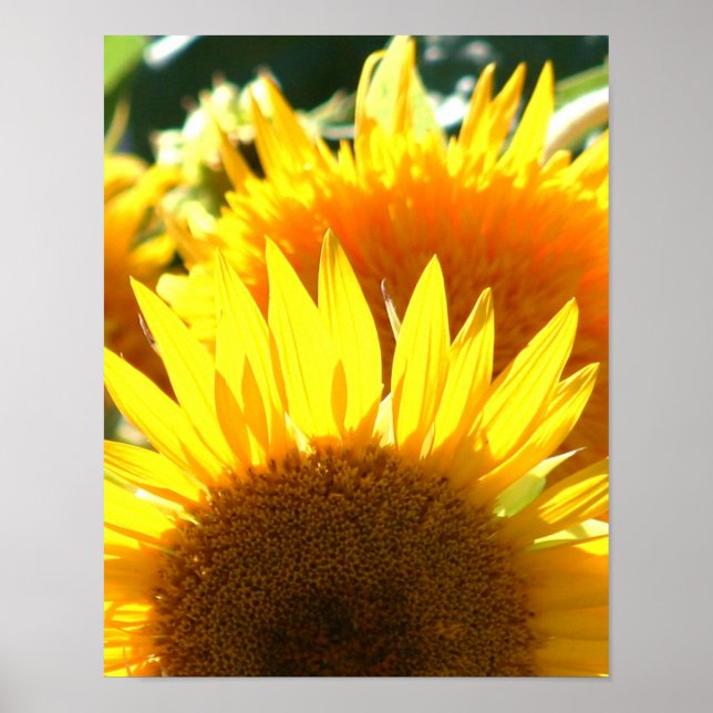 Affiche Fleurs jaunes (Devant)
