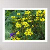 fleurs jaunes