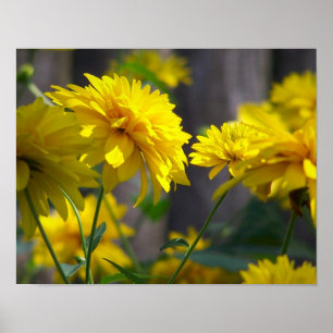 Affiche Fleurs Jaunes Au Soleil