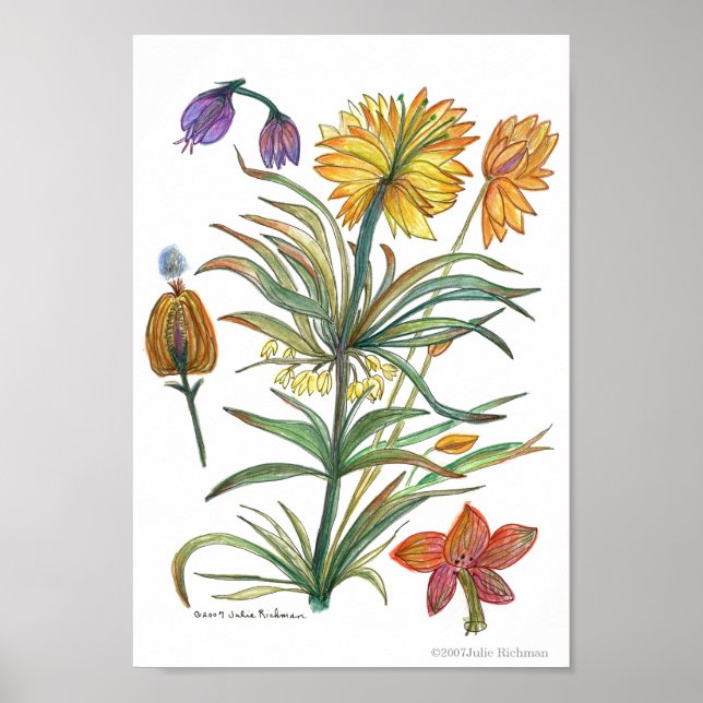 Affiche Fleurs jaunes d'or 52 Poster-A (Devant)