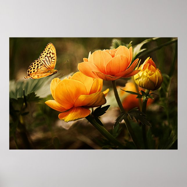 Affiche Fleurs jaunes dorées et papillon (Devant)