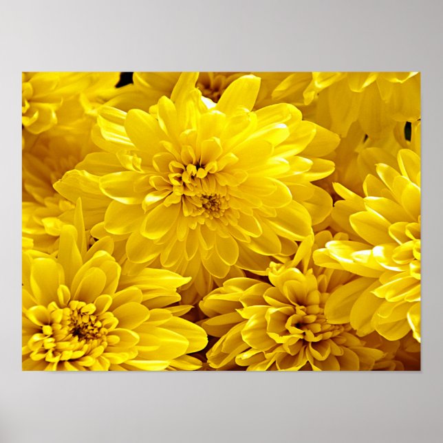 Affiche Fleurs jaunes fraîches Fermer (Devant)