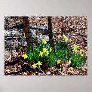 Affiche Fleurs Jaunes Jonquilles dans les Bois Photo Affic