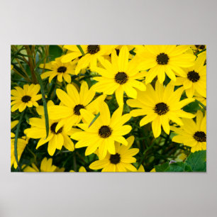 Affiche Fleurs Jaunes Lumineuses