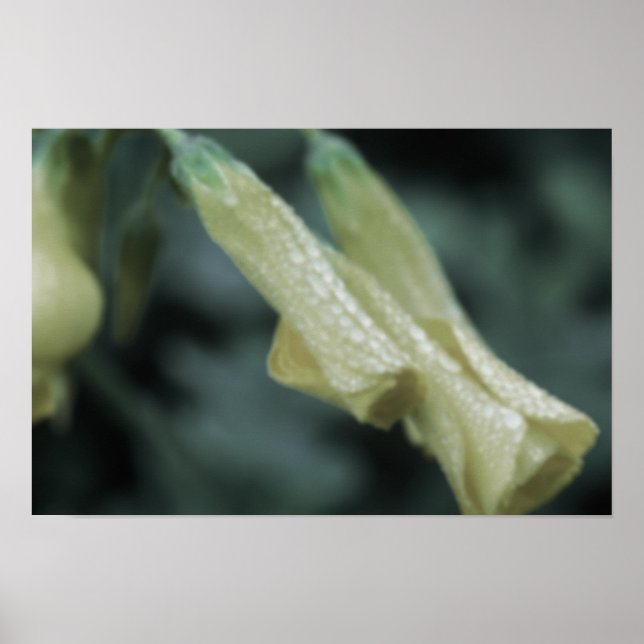 Affiche Fleurs jaunes - Rosée du matin (Devant)