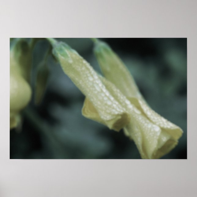 Affiche Fleurs jaunes - Rosée du matin (Devant)