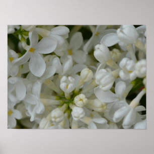 Affiche Fleurs Lilac Blanches