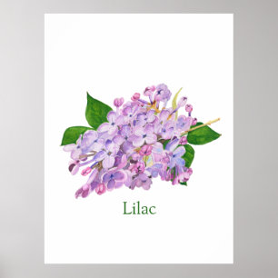 Affiche fleurs lilas violet aquarelle botanique