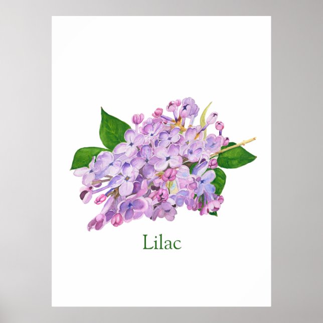 Affiche fleurs lilas violet aquarelle botanique (Devant)