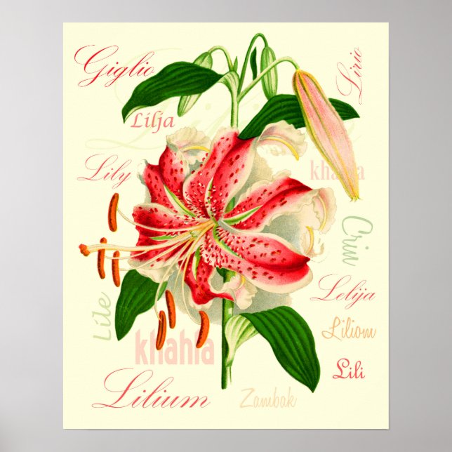 Affiche Fleurs Lily (Devant)