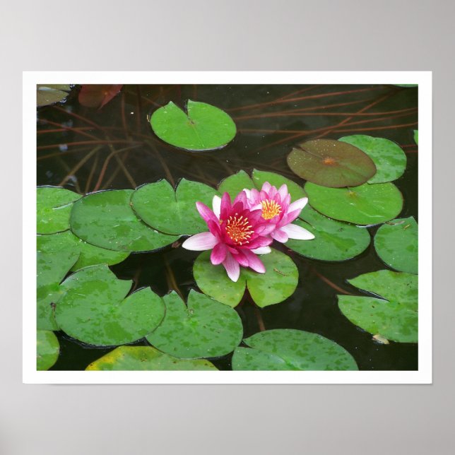 Affiche Fleurs Lotus (Devant)