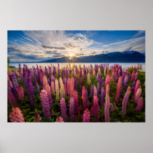 Affiche Fleurs   Lupines Nouvelle-Zélande