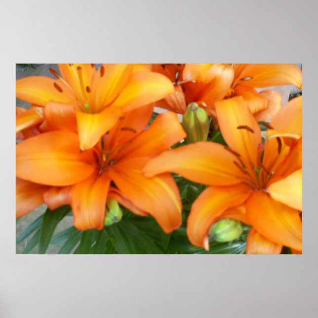 Affiche Fleurs Lys orange (Devant)