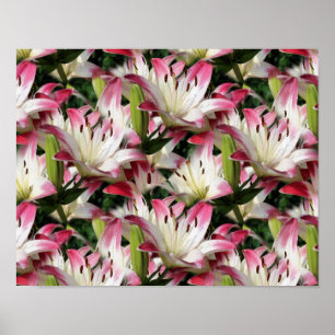 Affiche Fleurs Lys Rouges Et Blanches