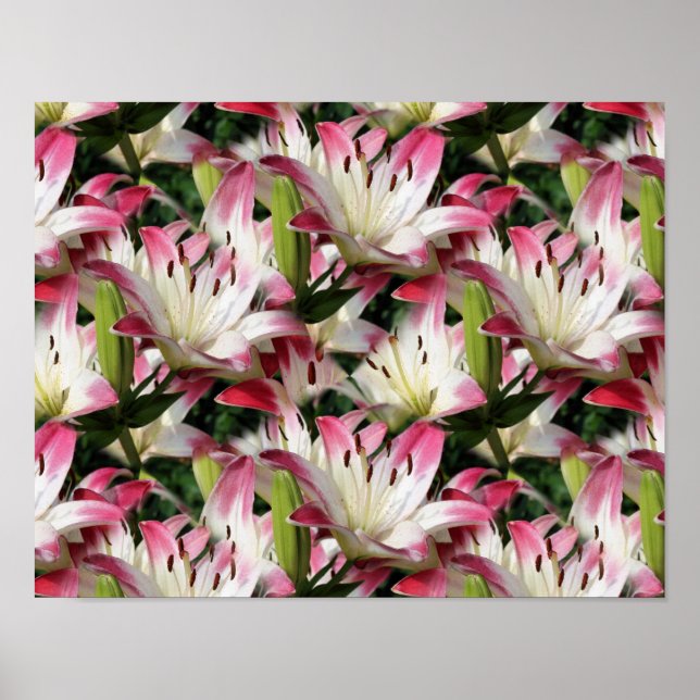 Affiche Fleurs Lys Rouges Et Blanches (Devant)