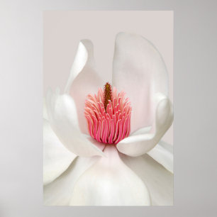 Affiche Fleurs   Magnolia blanche