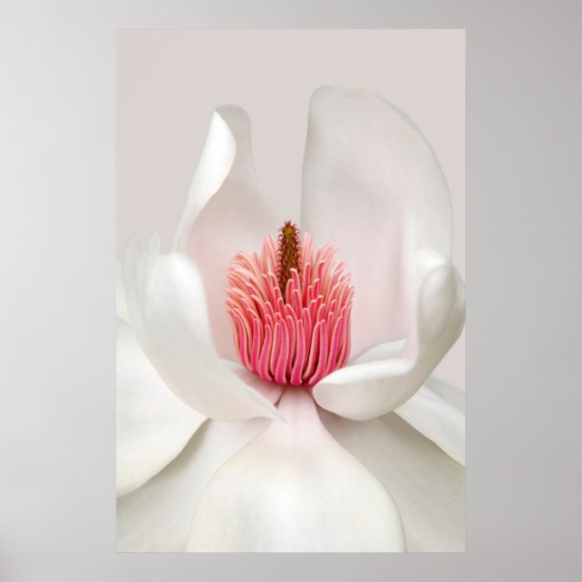 Affiche Fleurs | Magnolia blanche (Devant)