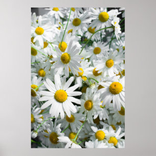 Affiche Fleurs marguerites