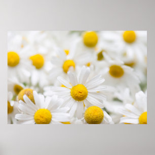 Affiche Fleurs marguerites