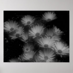 Affiche Fleurs marguerites africaines Noir Blanc Haut Cont