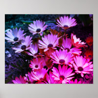 Fleurs marguerites africaines roses Abstraites