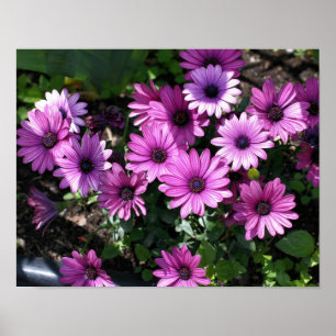 Affiche Fleurs marguerites violettes africaines