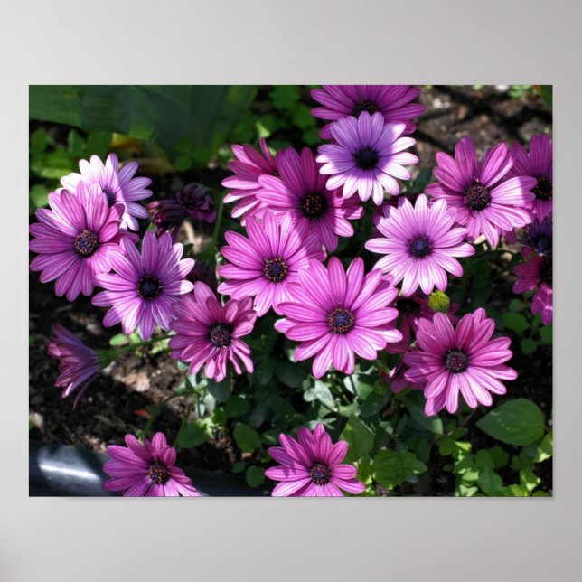 Affiche Fleurs marguerites violettes africaines (Devant)