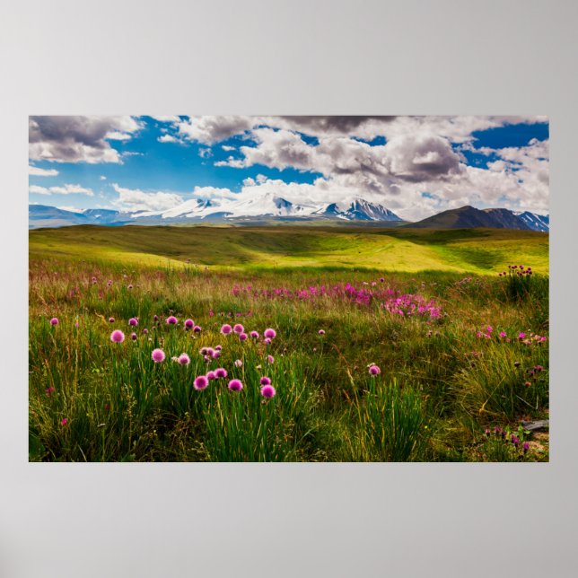 Affiche Fleurs | Montagnes de l'Altaï, Sibérie, Russie (Devant)