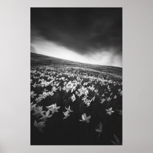 Affiche Fleurs Narcissus sur la montagne Golica, Slovénie