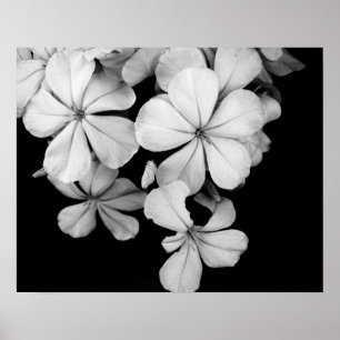 Affiche Fleurs noires et blanches en gros plan