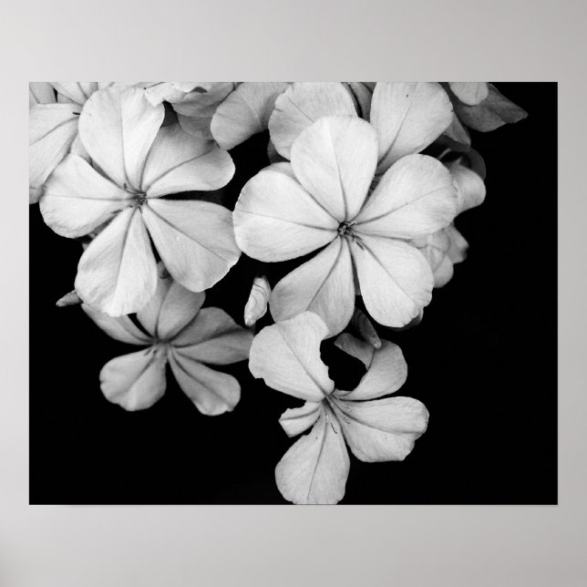 Affiche Fleurs noires et blanches en gros plan (Devant)
