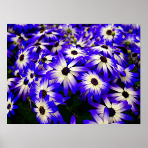 Affiche Fleurs numériques Bleues et Blancs