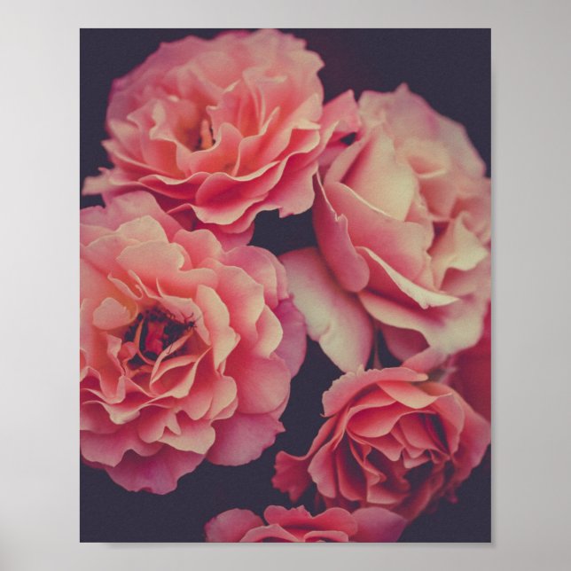 Affiche Fleurs oeillets roses (Devant)