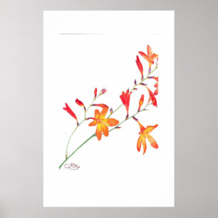Affiche Fleurs oranges