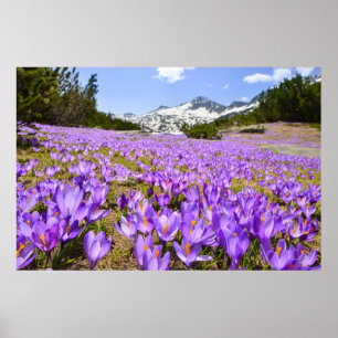 Affiche Fleurs   Parc de montagne de Crocus Pirin Bulgarie