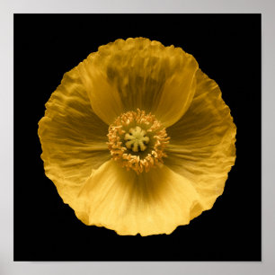 Affiche Fleurs Pavot jaune