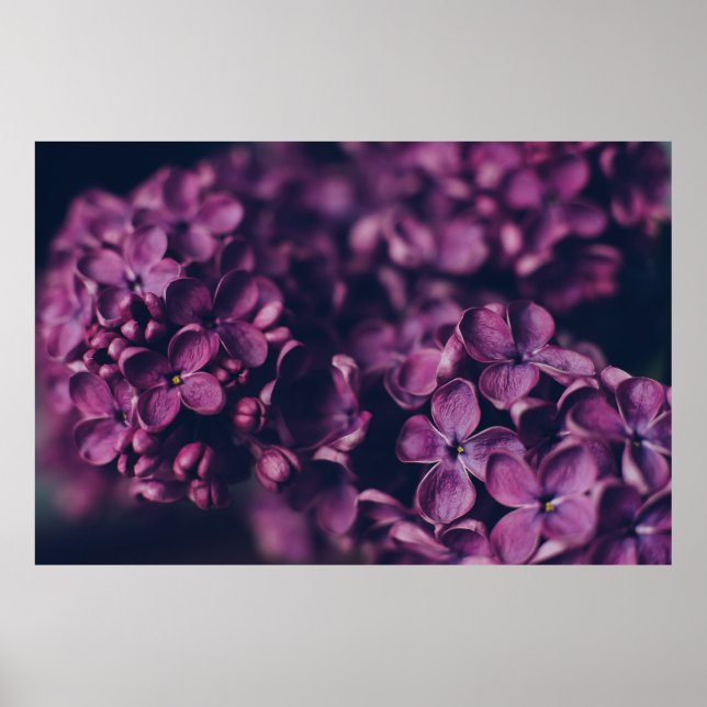 AFFICHE FLEURS PETALLÉES ROSES (Devant)