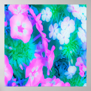 Affiche Fleurs Phlox de jardin rose, vert, bleu et blanc