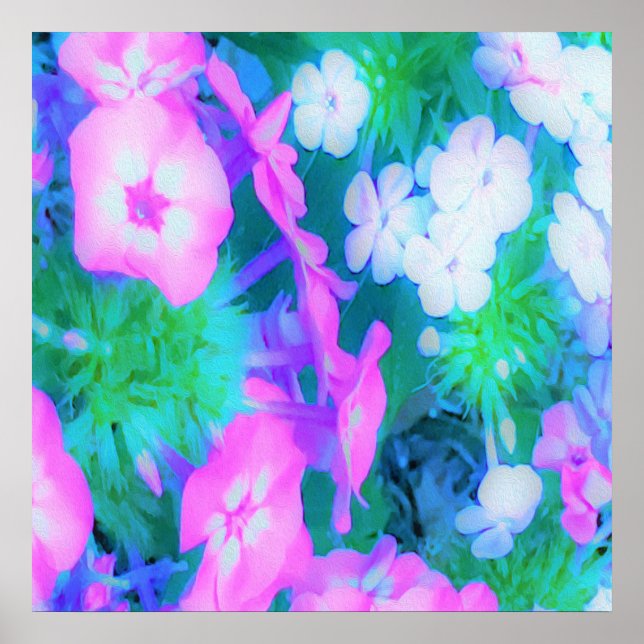 Affiche Fleurs Phlox de jardin rose, vert, bleu et blanc (Devant)