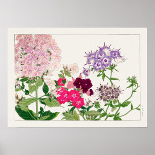 Affiche Fleurs Phlox roses et violettes de Tanigami Konan,