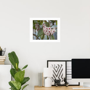 Affiche Fleurs Plantes Hoya Photographie florale