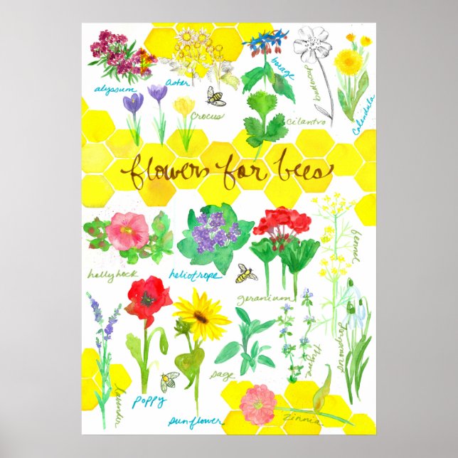 Affiche Fleurs plantes pour abeilles Aquarelle (Devant)