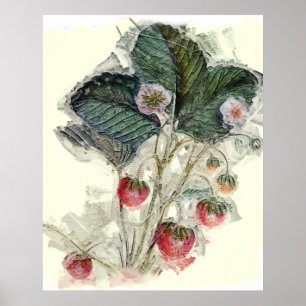Affiche Fleurs Plantes vintages fraises Aquarelle