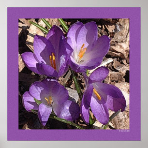 Affiche Fleurs pourpres de sofa