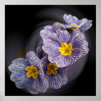 Fleurs Primrose
